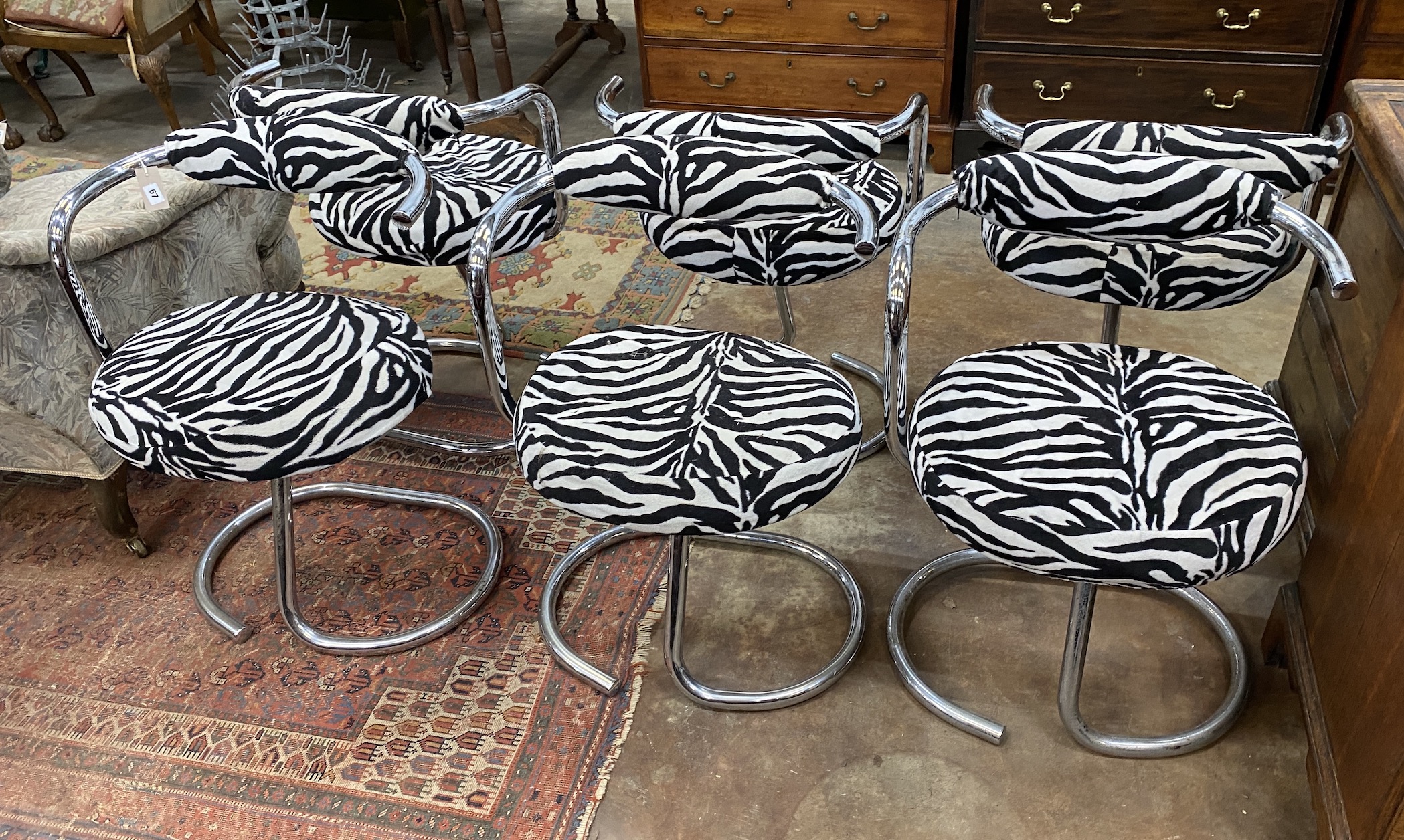 A set of six Cobra chairs, 1960s by Giotto Stoppinio, with faux zebra upholstery, width 58cm, height 78cm